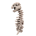 Dinosaur skeleton costume