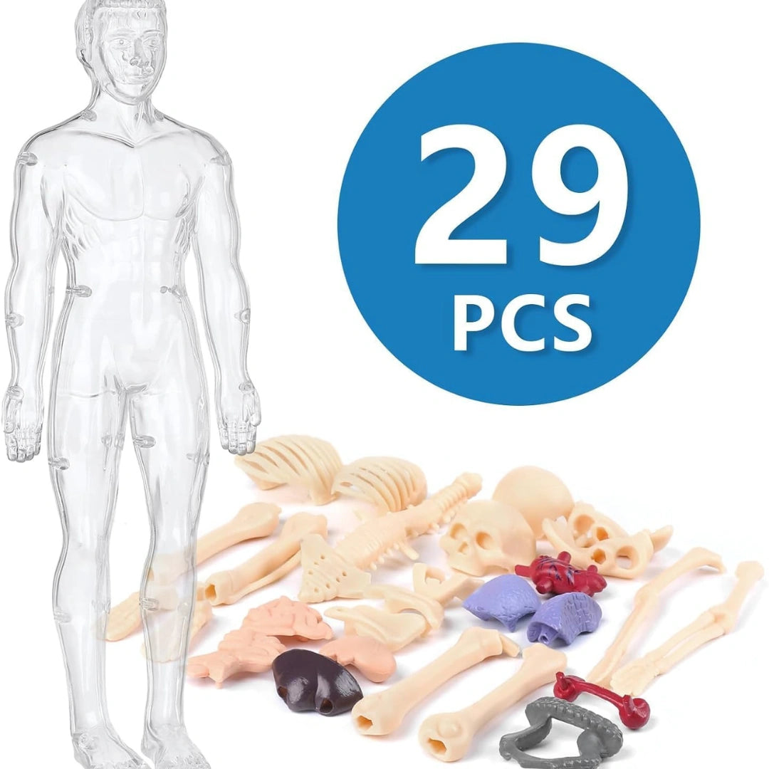 Human Body Structure For Kids