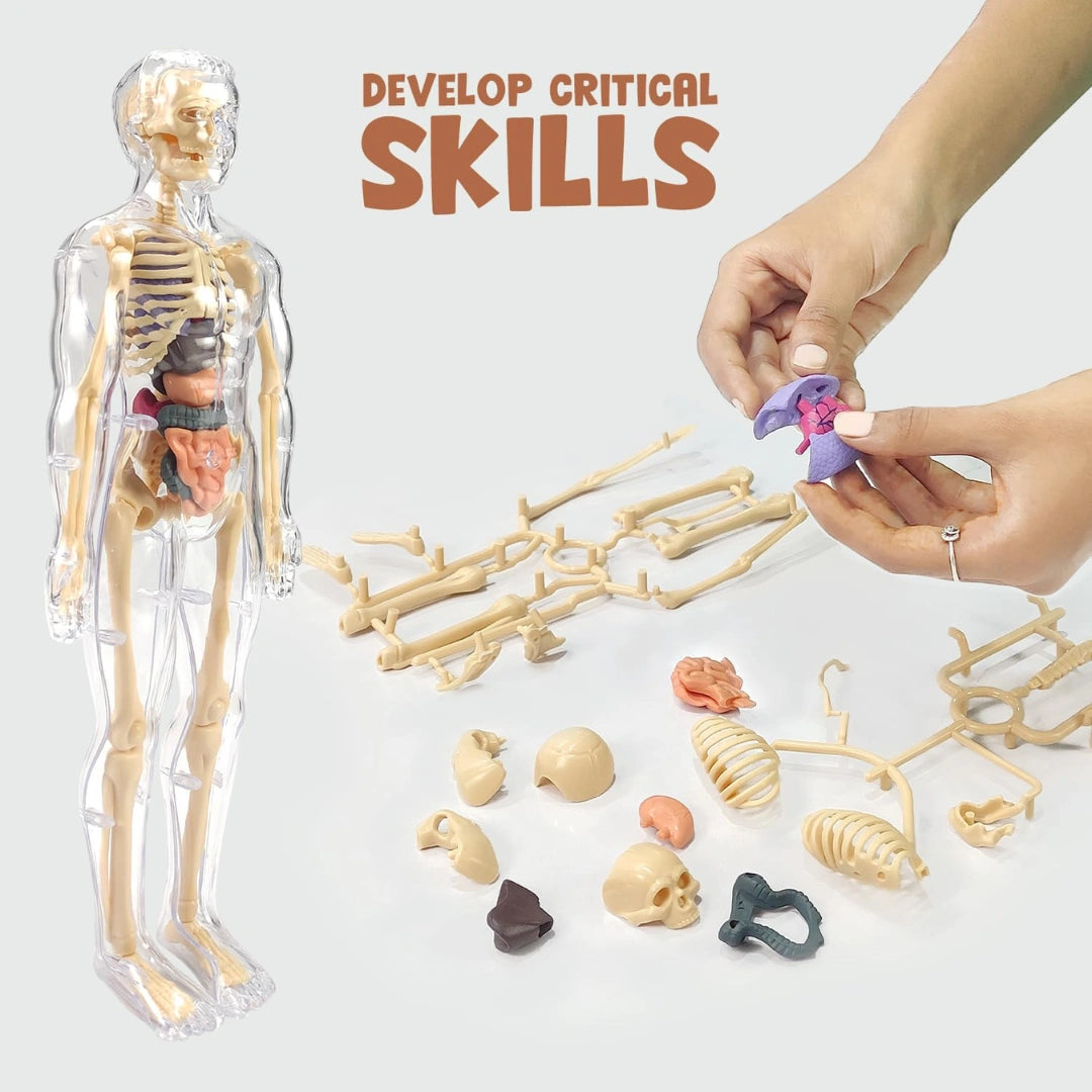 Human Body Structure For Kids