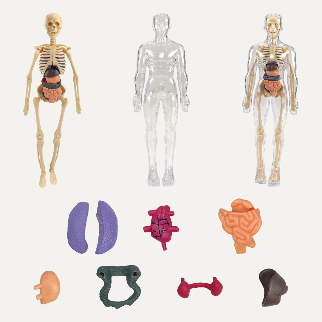 Human Body Structure For Kids