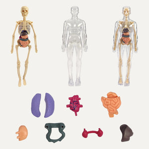Human Body Structure For Kids