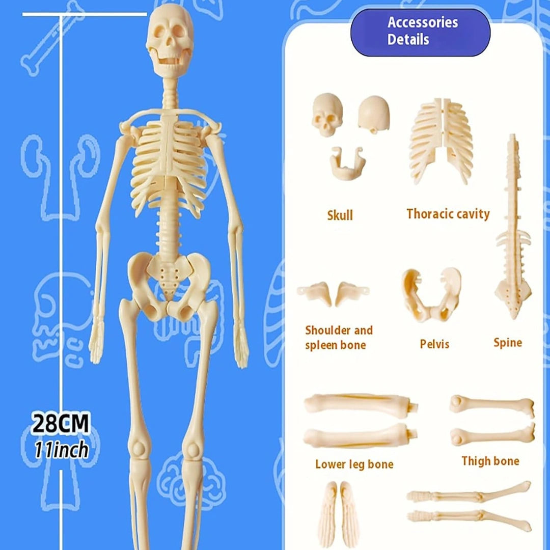 Human Body Structure For Kids