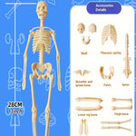 Human Body Structure For Kids