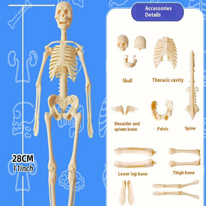 Human Body Structure For Kids
