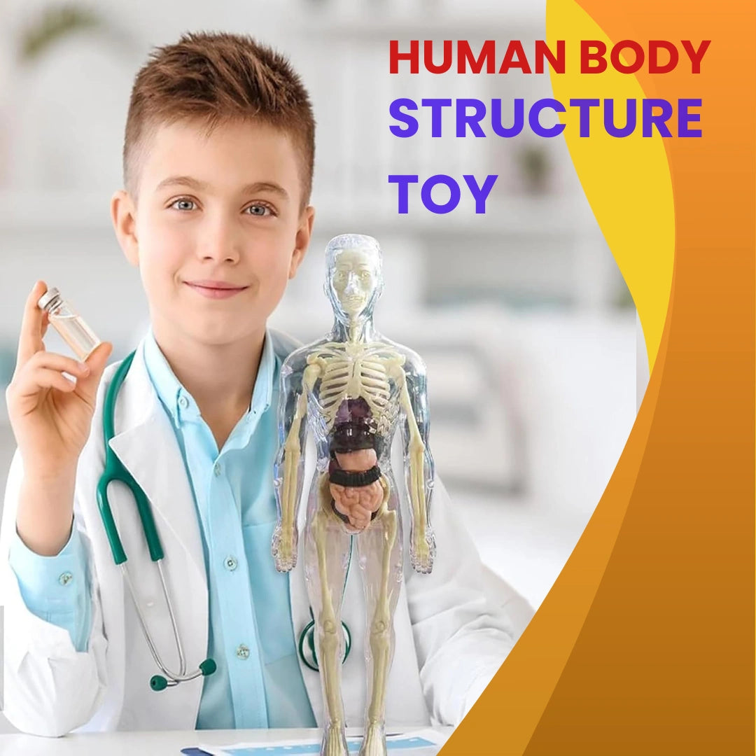 Human Body Structure For Kids