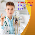Human Body Structure For Kids