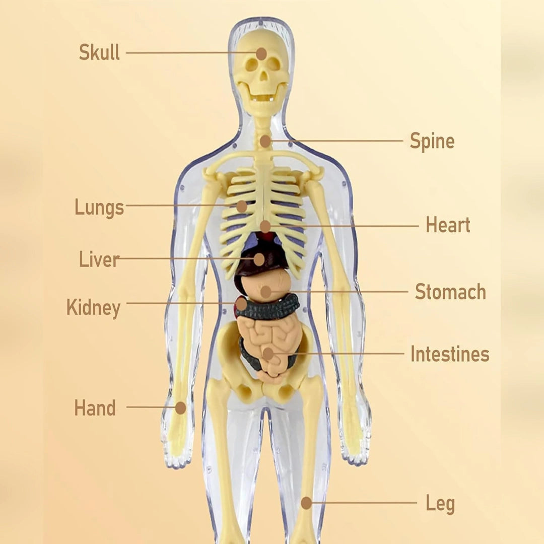 Human Body Structure For Kids