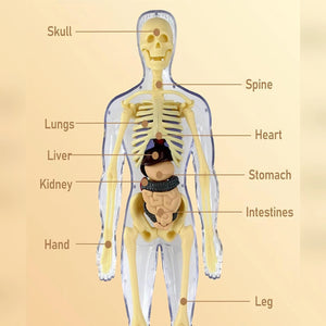 Human Body Structure For Kids